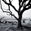 Driftwood_beach01