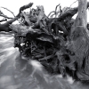 Driftwood_beach02