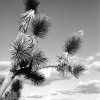 joshua_tree